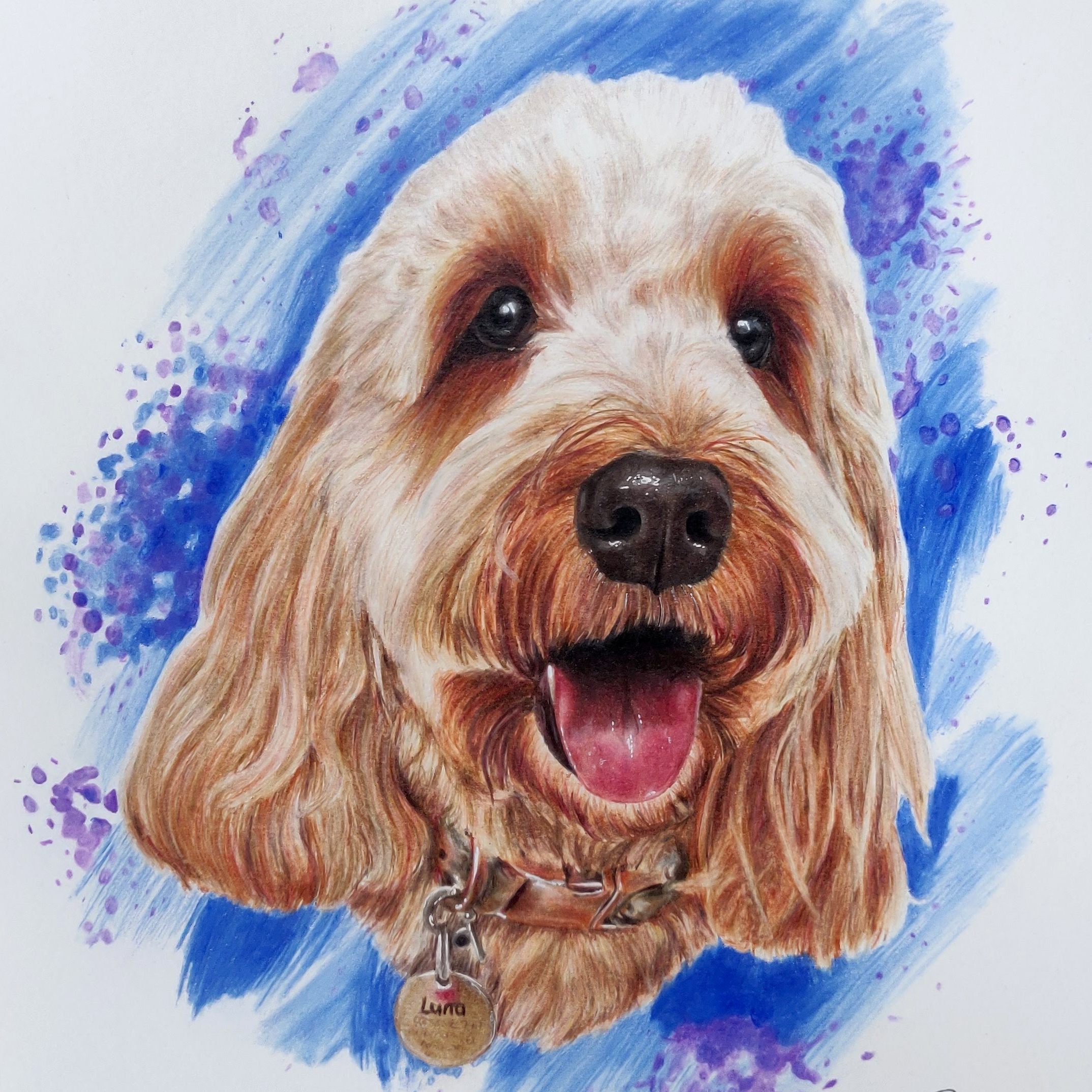 Close up realistic cockapoo dog drawing coloured pencils