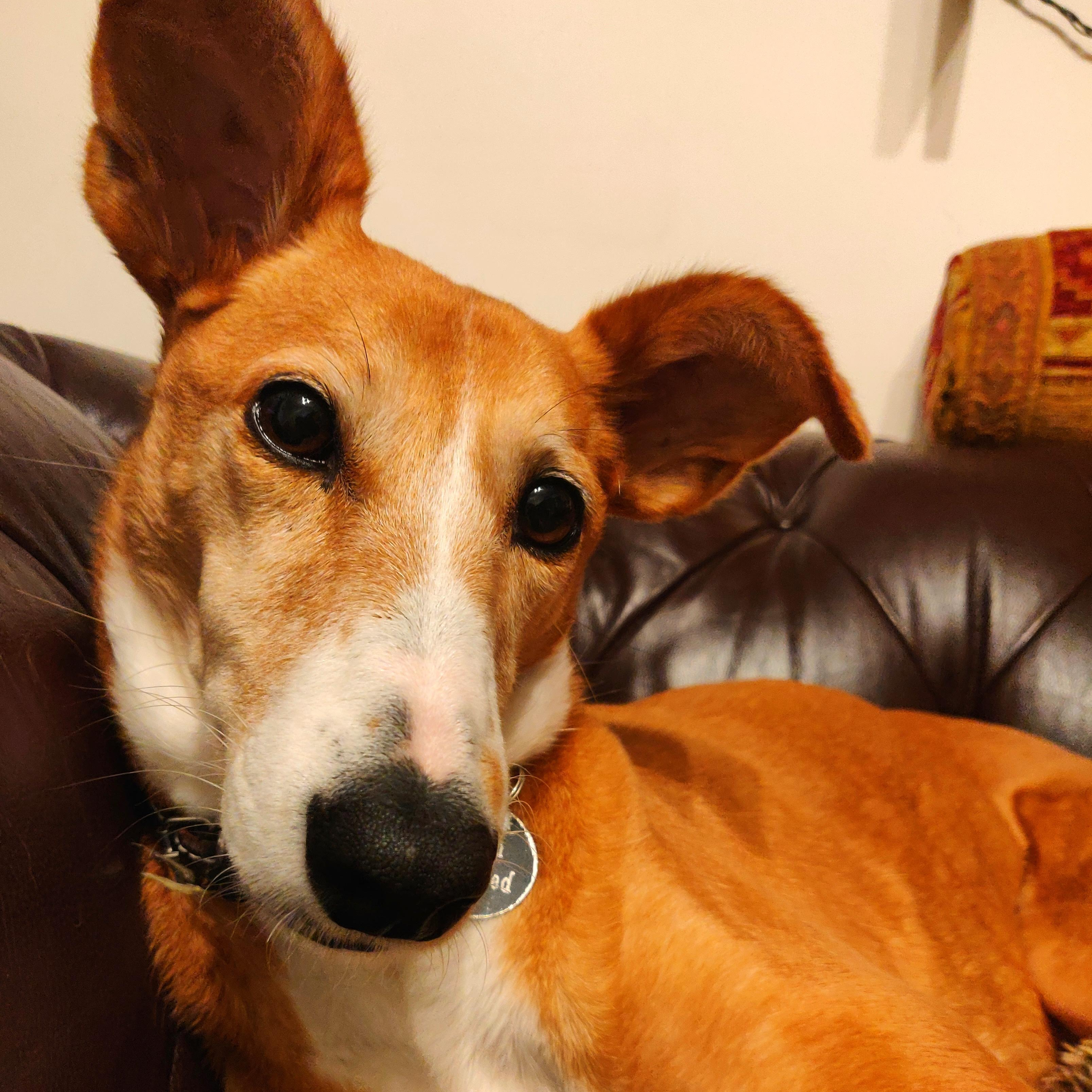 Close up cute ginger podenco dog